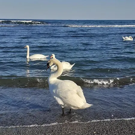 Angelo * Eforie Sud (Constanta)